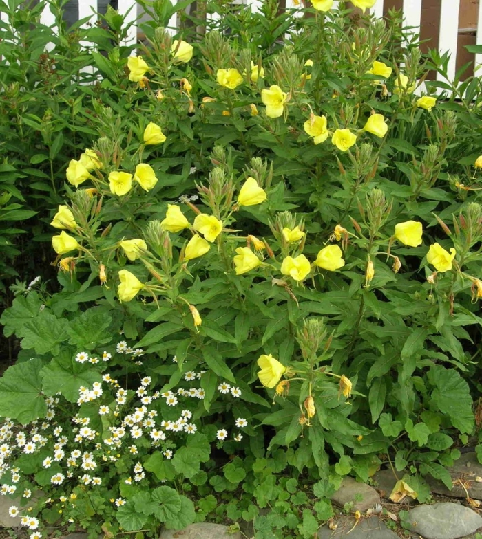 Oenothera glazioviana