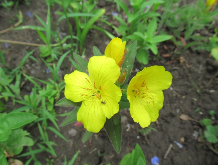 Энотера кустарниковая многолетняя