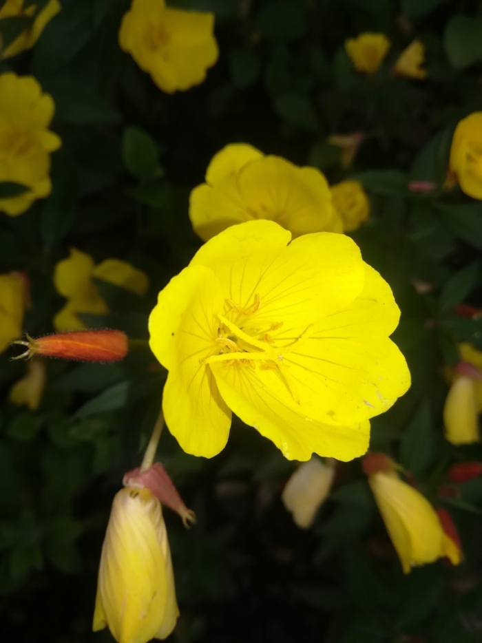 Энотера многолетняя желтая