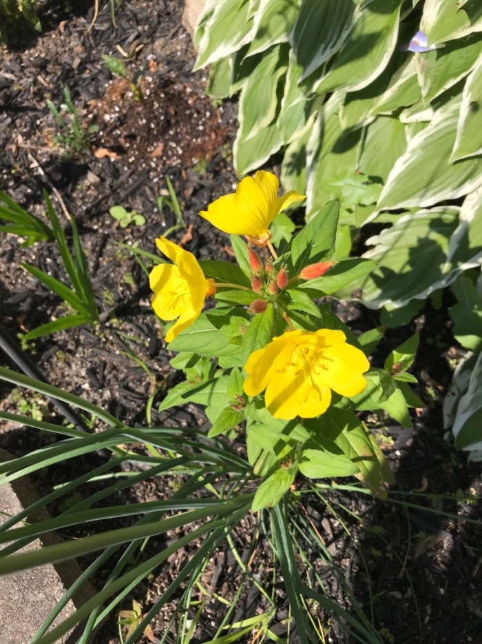 Oenothera grandiflora