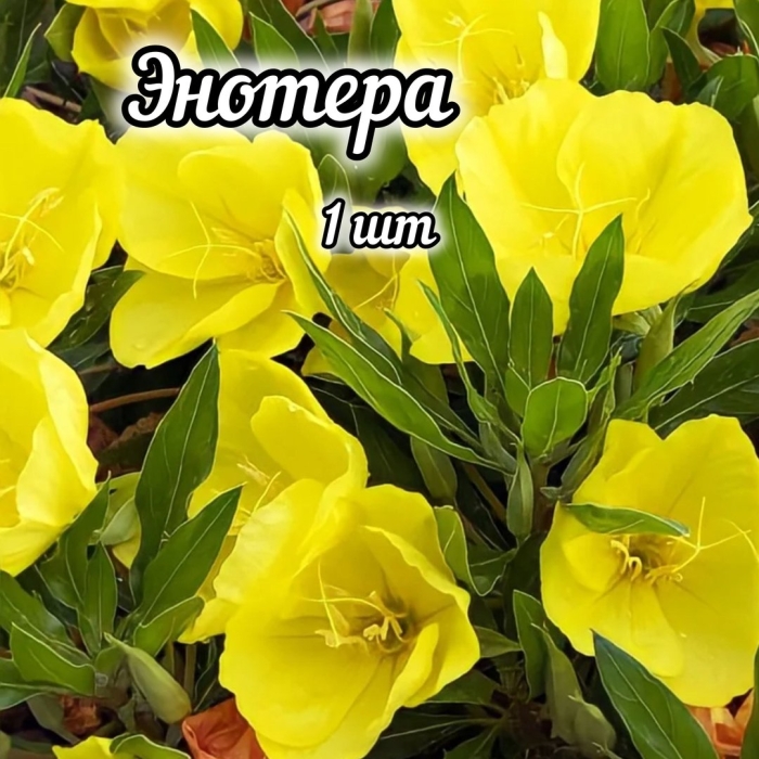 Энотера миссурийская