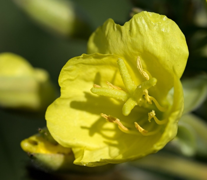 Энотера биеннис