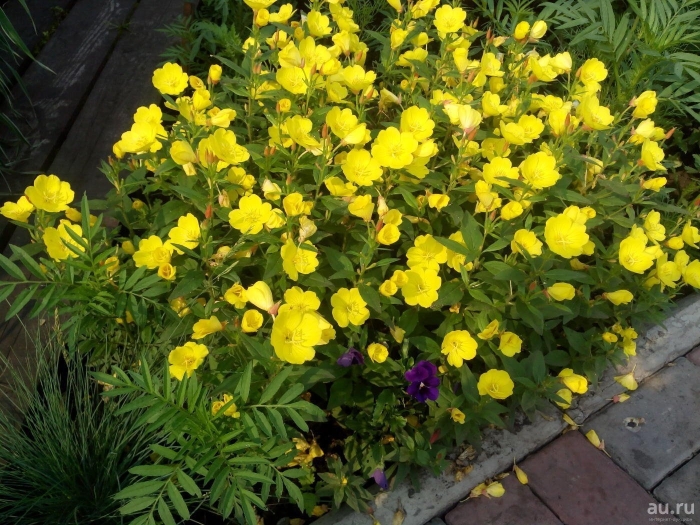 Энотера ослинник