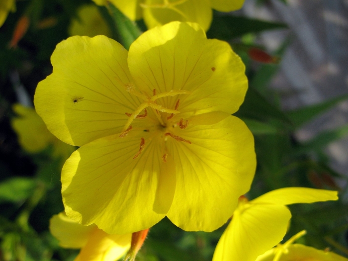 Энотера многолетняя желтая