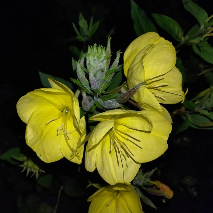 Ночная свеча цветок