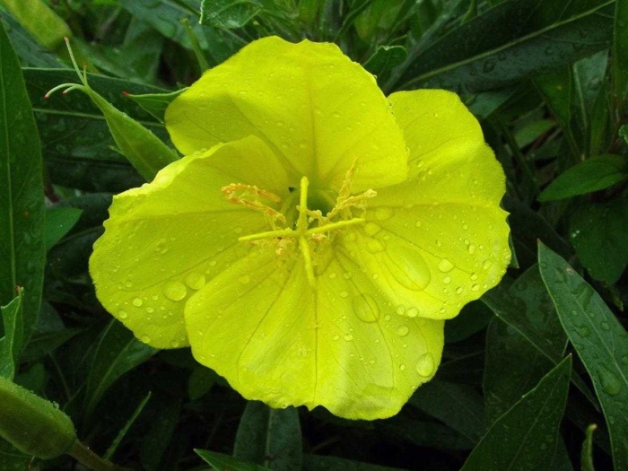 Энотера лунник