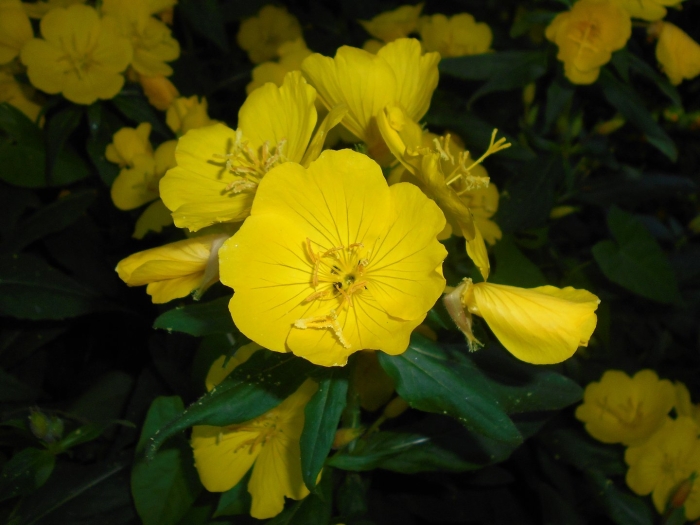 Энотера миссурийская желтая