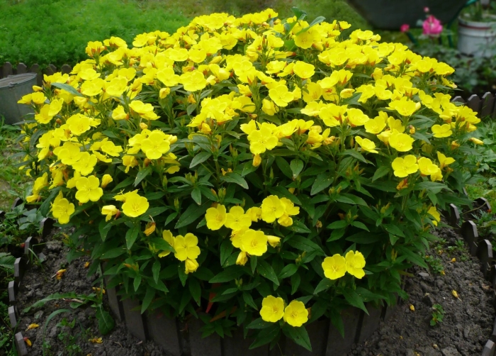 Энотера желтая многолетняя