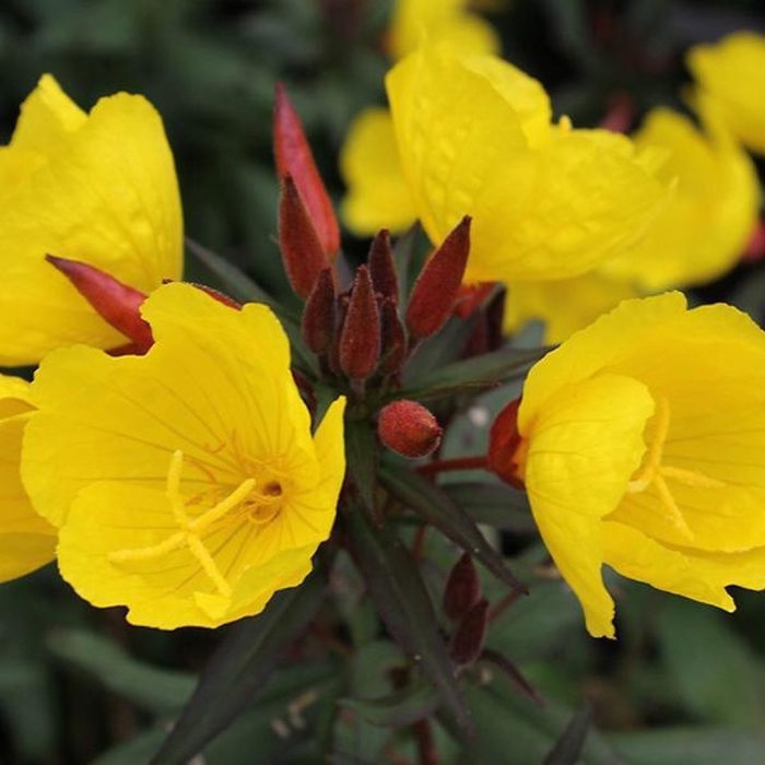 Энотера тетрагона