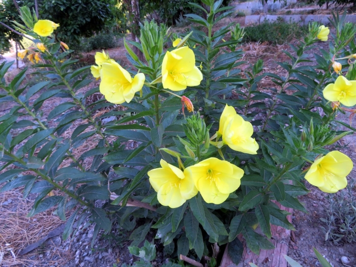 Энотера ламаркиана