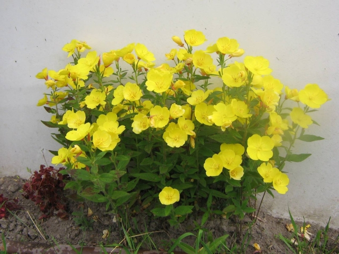 Энотера миссурийская