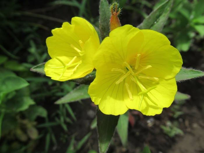 Энотера красивая