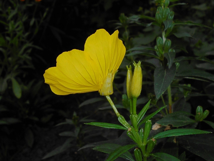 Энотера многолетняя желтая