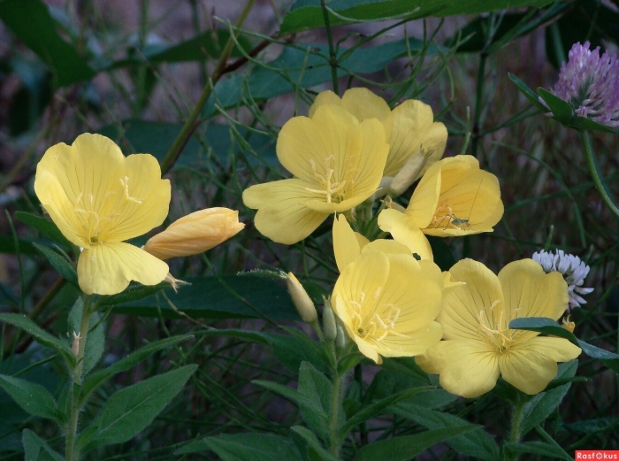 Энотера ослинник