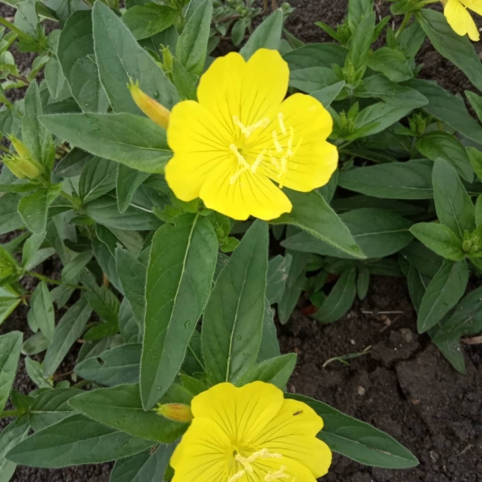 Энотера кустарниковая многолетняя