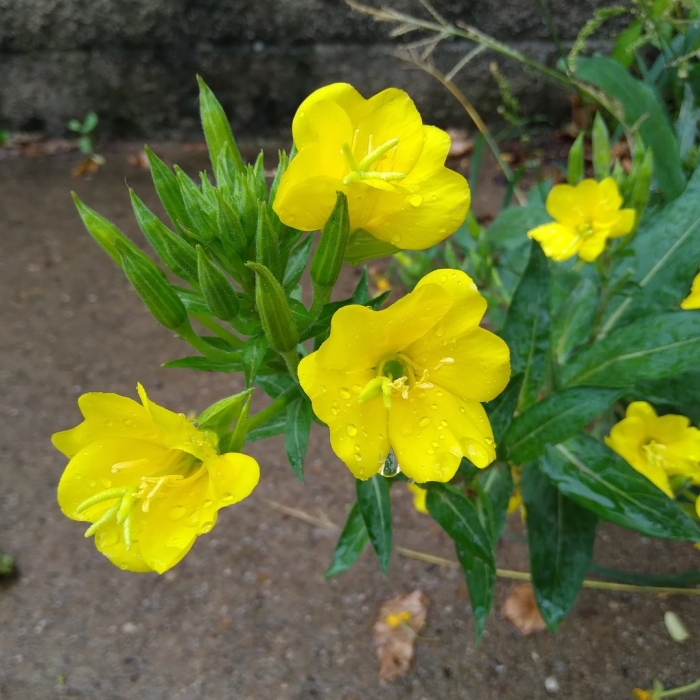 Энотера биеннис