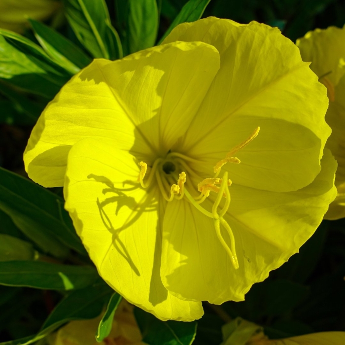 Энотера миссурийская желтая