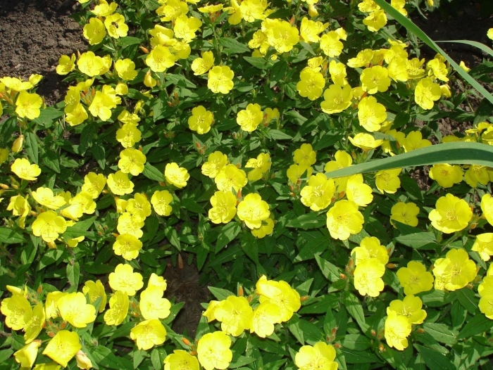 Энотера кустарниковая многолетняя