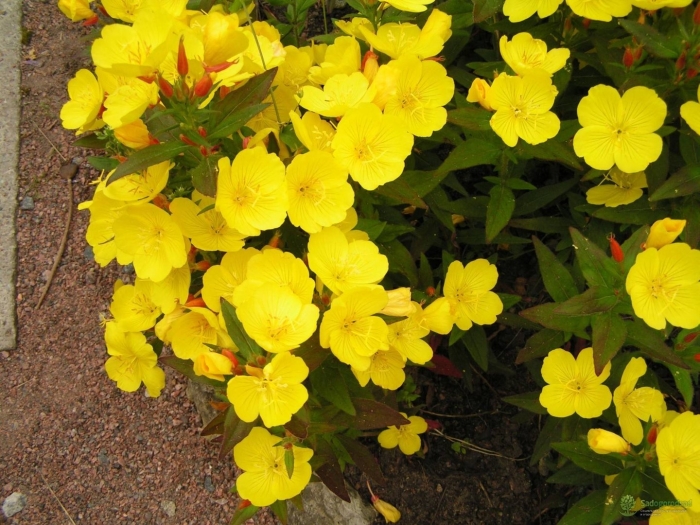 Энотера ослинник