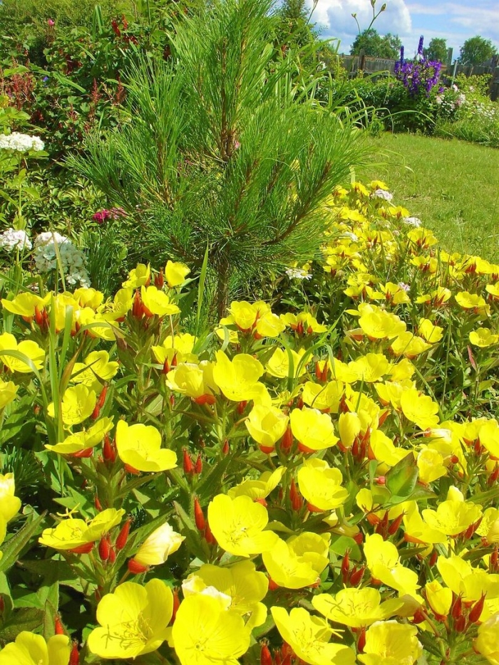 Энотера ослинник