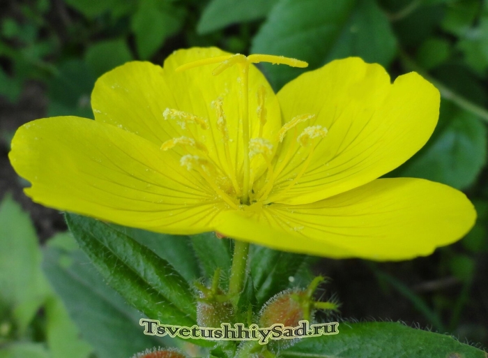 Энотера лимонная