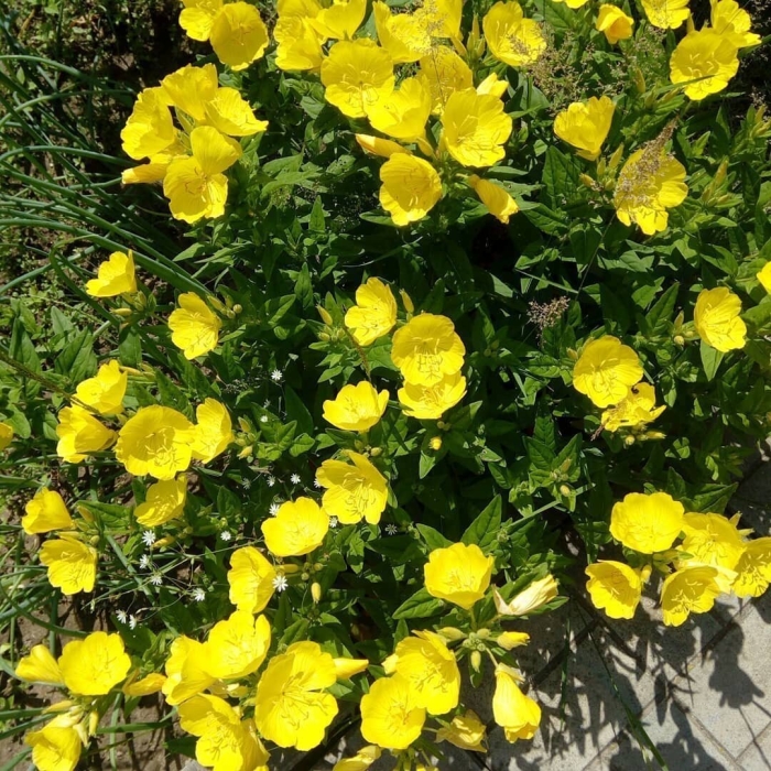 Энотера кустарниковая многолетняя