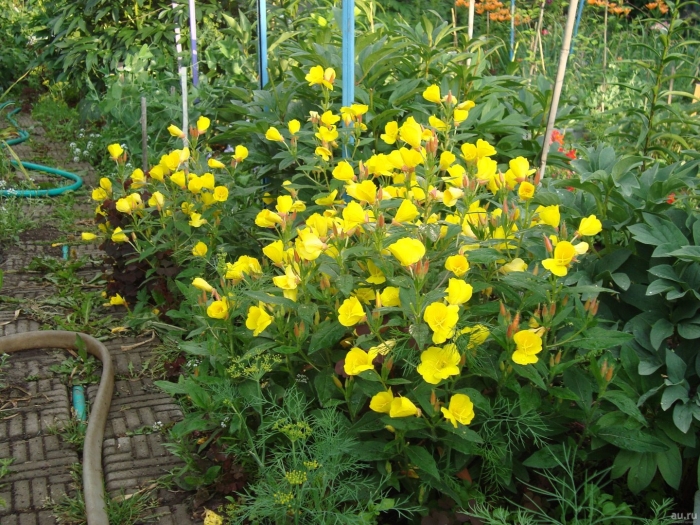 Энотера кустарниковая ослинник