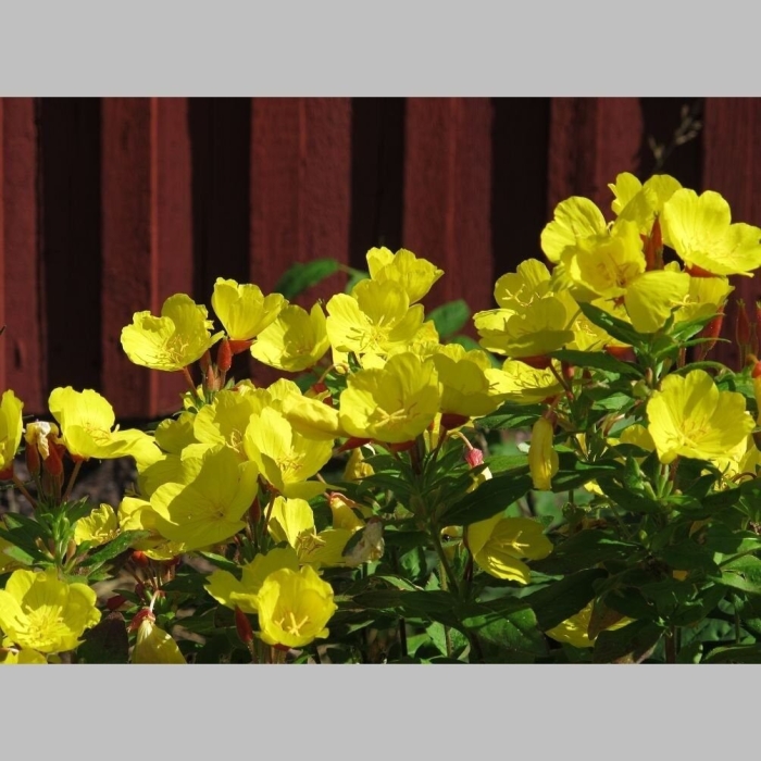 Энотера бесстебельная