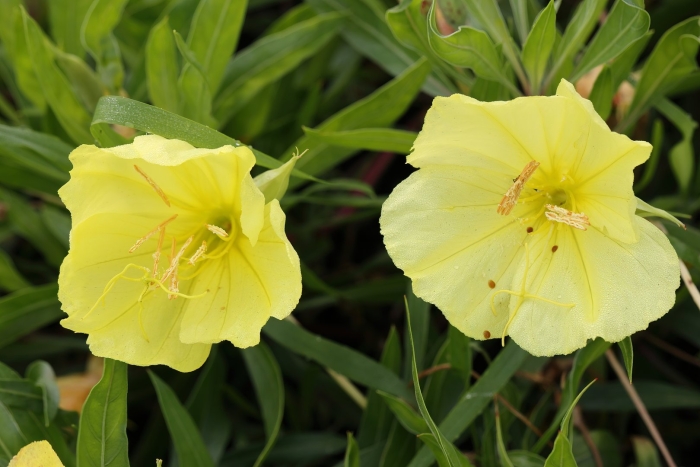 Энотера macrocarpa