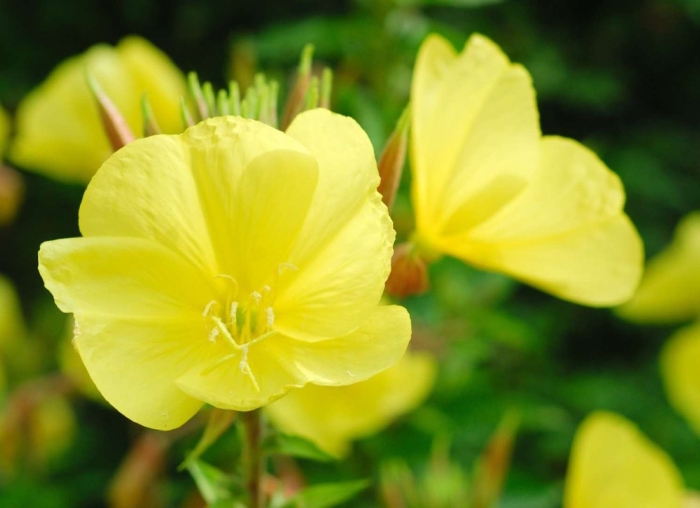 Oenothera missouriensis