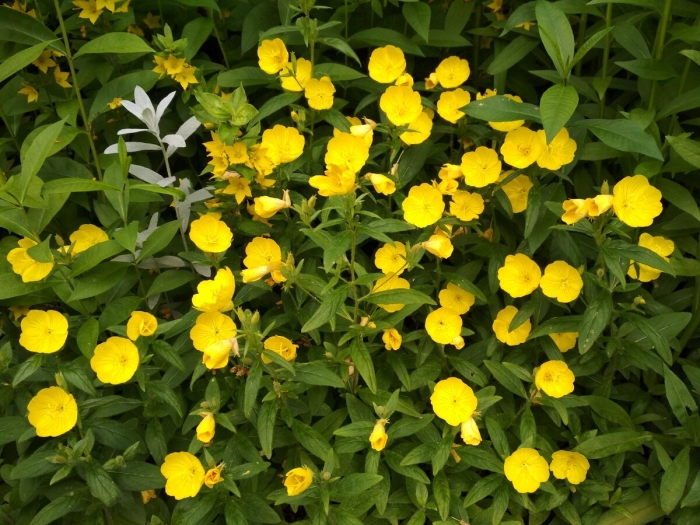 Энотера многолетняя желтая