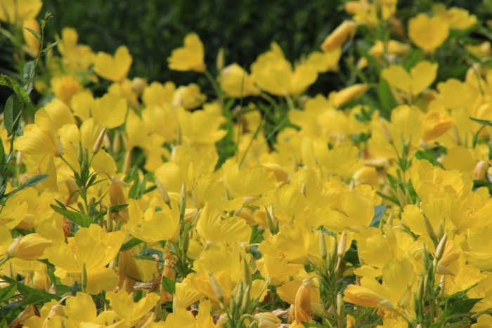 Энотера розовая многолетняя