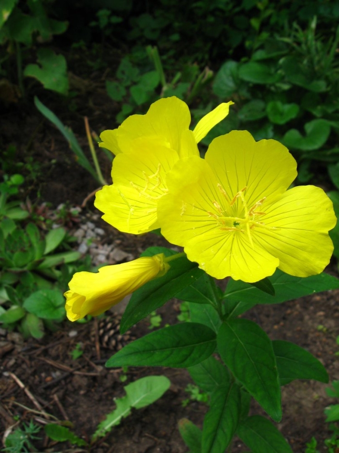 Энотера кустарниковая