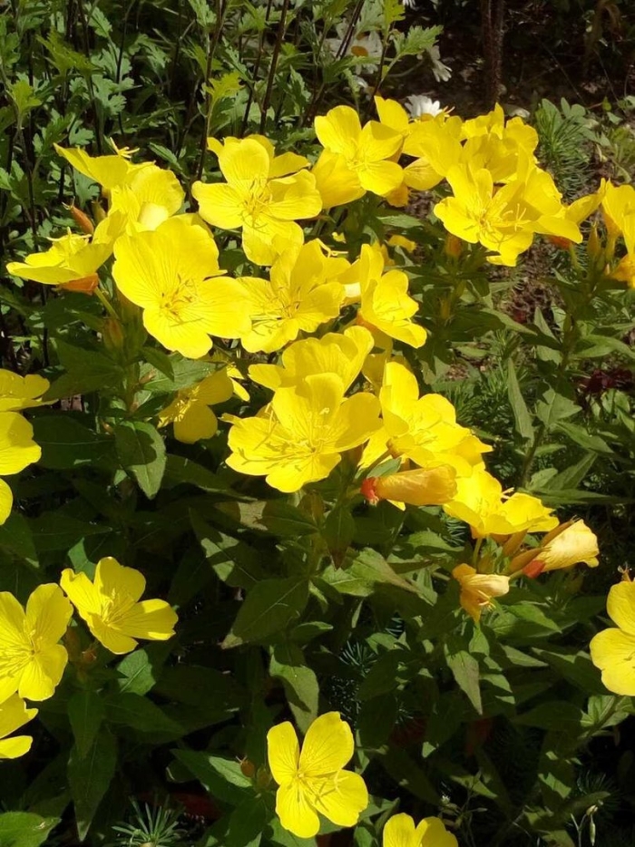 Энотера миссурийская золотая