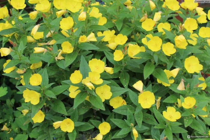 Энотера многолетняя рассада