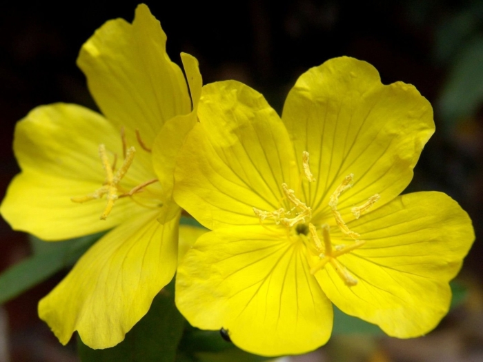 Энотера многолетняя желтая