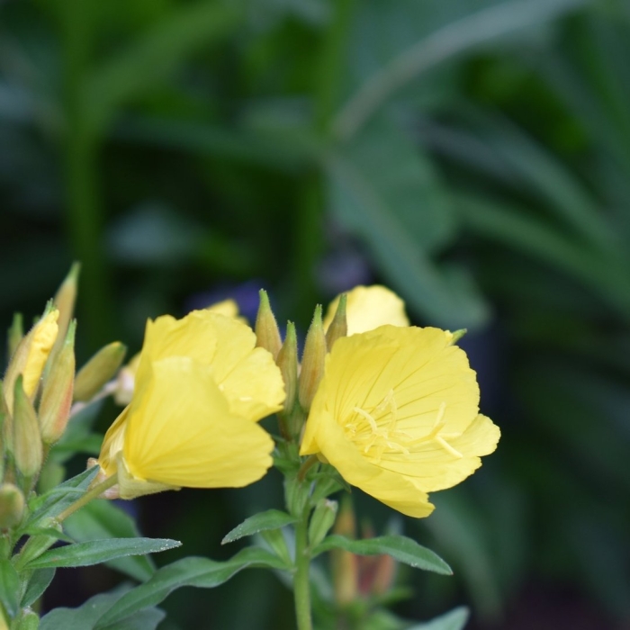 Энотера кустарниковая ослинник