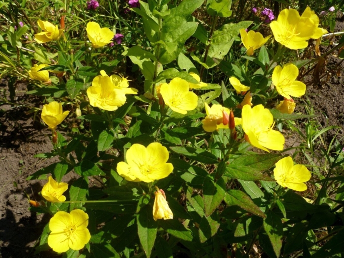 Энотера двулетняя пиноккио