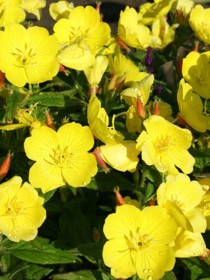 Энотера желтая свеча