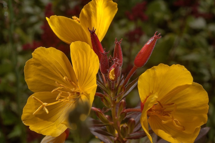 Энотера кустарниковая многолетняя