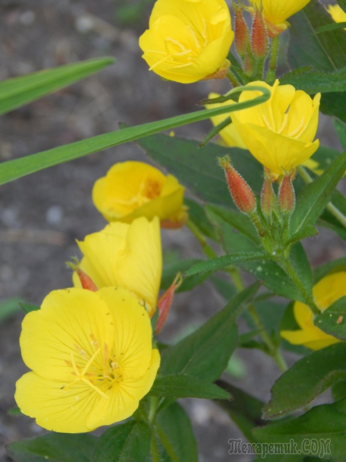 Энотера миссурийская