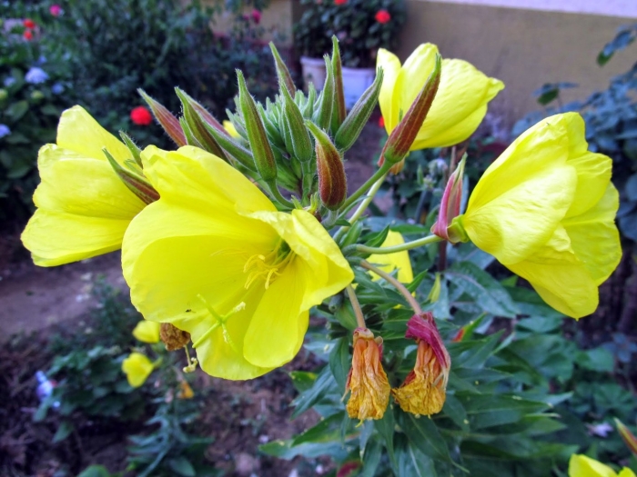 Oenothera biennis