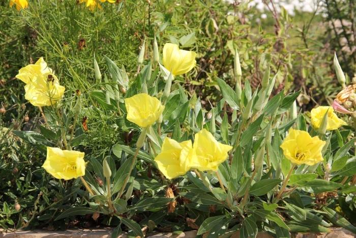 Энотера желтая долина миссурийская