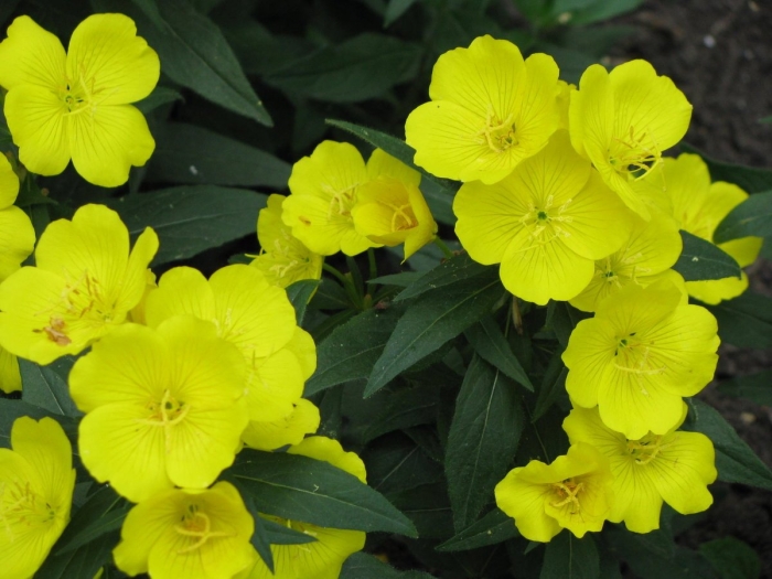 Энотера лунник