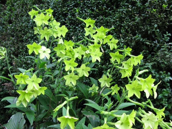 Табак душистый лаймовый жасмин