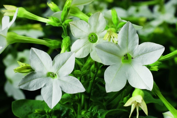 Табак крылатый (nicotiana alata)