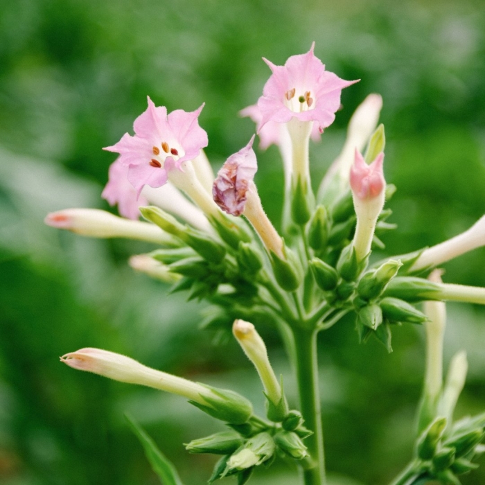 Nicotiana tabacum habanensis