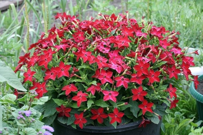 Табак крылатый сандер красный