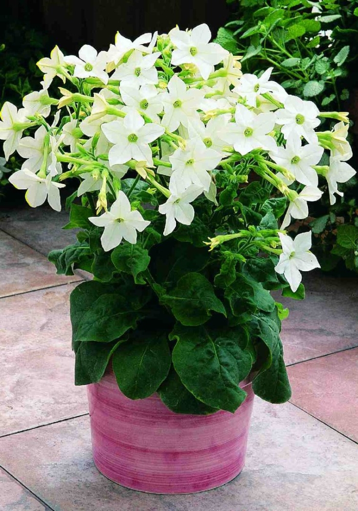 Табак крылатый (nicotiana alata)
