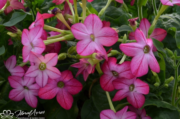 Табак крылатый (nicotiana alata) saratoga purple bicolor